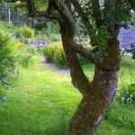 70_year_old_apple_tree_by_RochelleMcConnachie