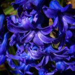 Blue_Hyacinth__by_RochelleMcConnachie