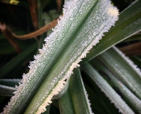 Frosted_Kniphofia_by_RochelleMcConnachie