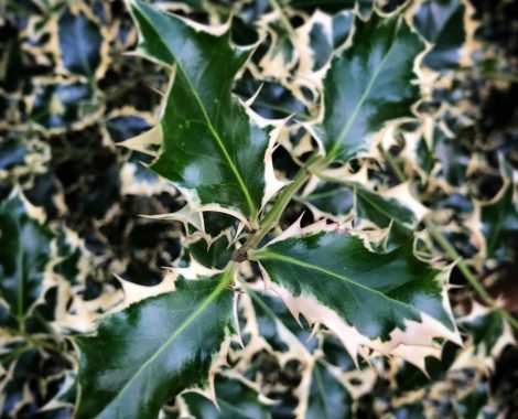 Variegated_Holly_by_RochelleMcConnachie